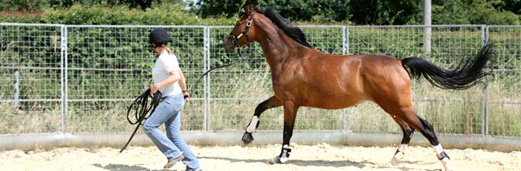 Absolvent der Hippologischen Akademie